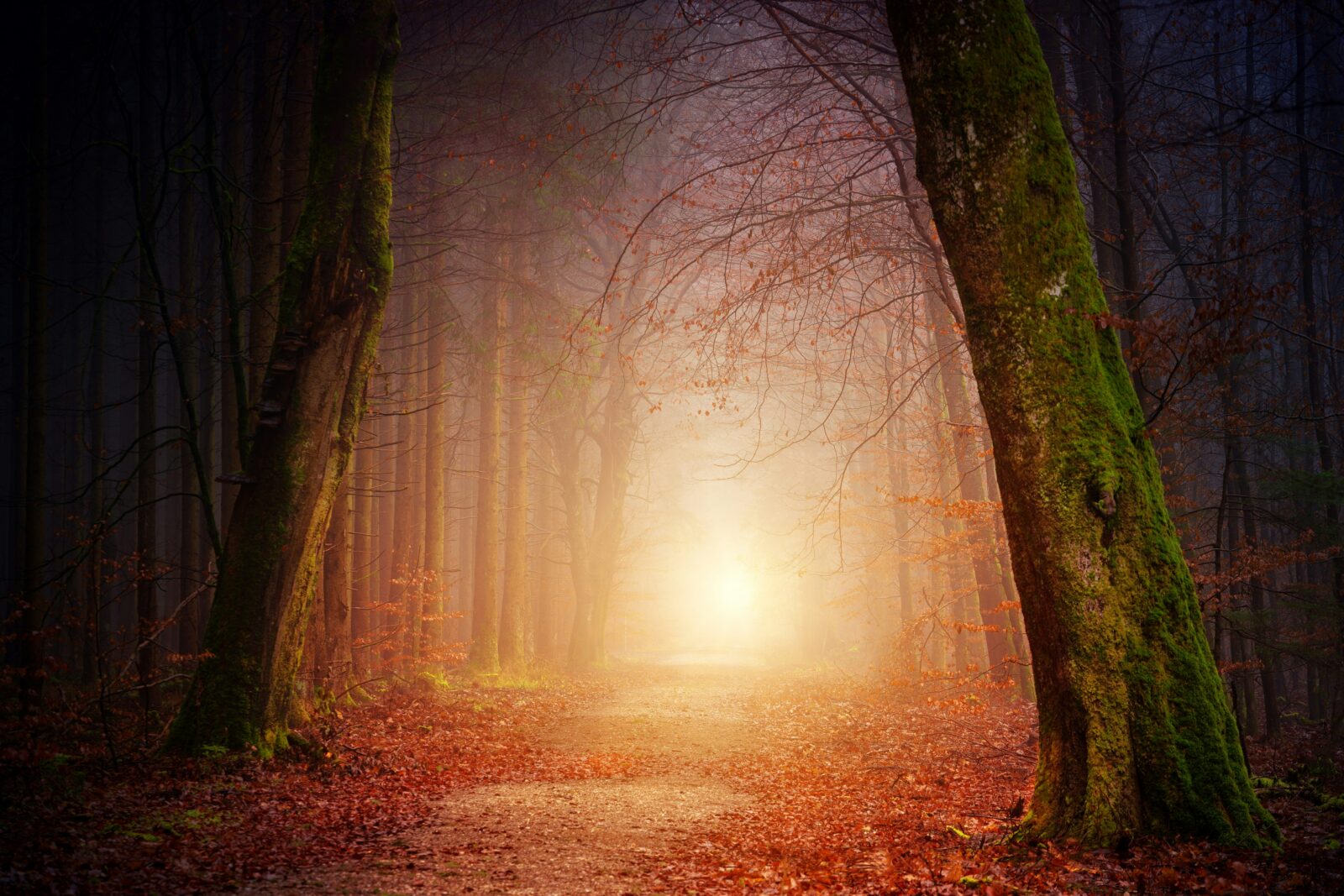 Light breaking though the fog onto a narrow forest path, symbolizing finding Yahuah's true name and walking the ancient way.
